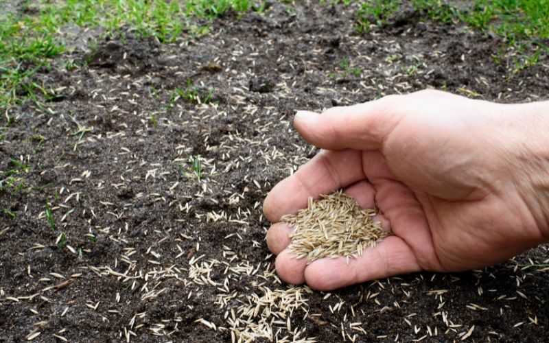 🌱 SPECIAL GRASS SEEDS | 🔥Buy 1 Get 1 Free🔥