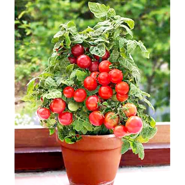 🍅🍅Potted Dwarf Tomato Seeds | 🔥Buy 1 Get 1 Free🔥 Secondary image