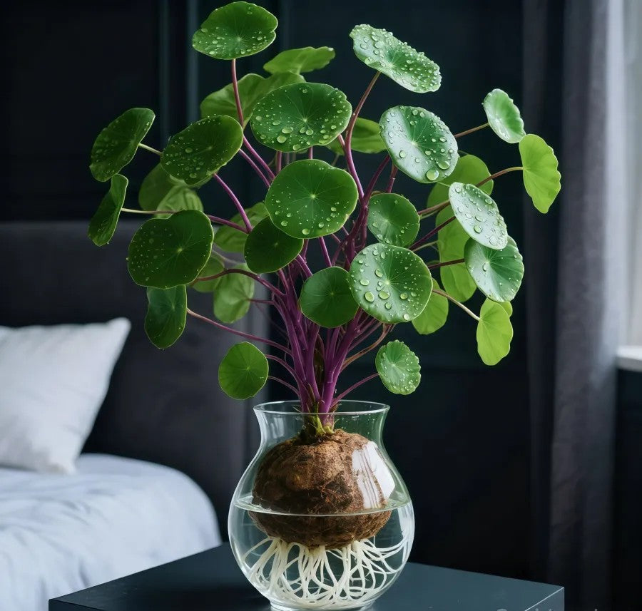 🎈🪴Red rattan Stephania Erecta: The strongest houseplant for lazy people🌿 | 🔥Buy 1 Get 1 Free🔥 Main image