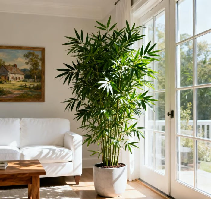 🏠🔥35K+ SOLD🏆Evergreen Lucky Bamboo Seed | 🔥Buy 1 Get 1 Free🔥 Main image