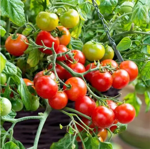 🍅🍅Potted Dwarf Tomato Seeds | 🔥Buy 1 Get 1 Free🔥