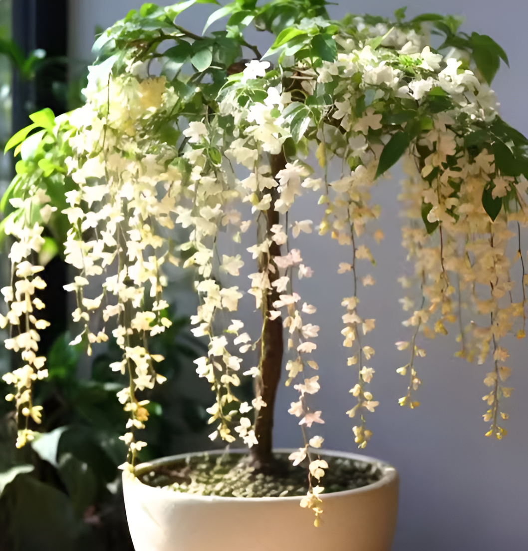 🌸 Buy 1 Get 1 Free – Winter-Friendly Hanging Jasmine—Dreamy Indoor Flower🌿❄️ Secondary image