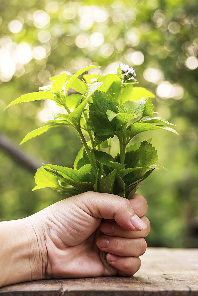 🌿 Mint Seeds – Fresh, Healthy & Easy to Grow | 🔥Buy 1 Get 1 Free🔥