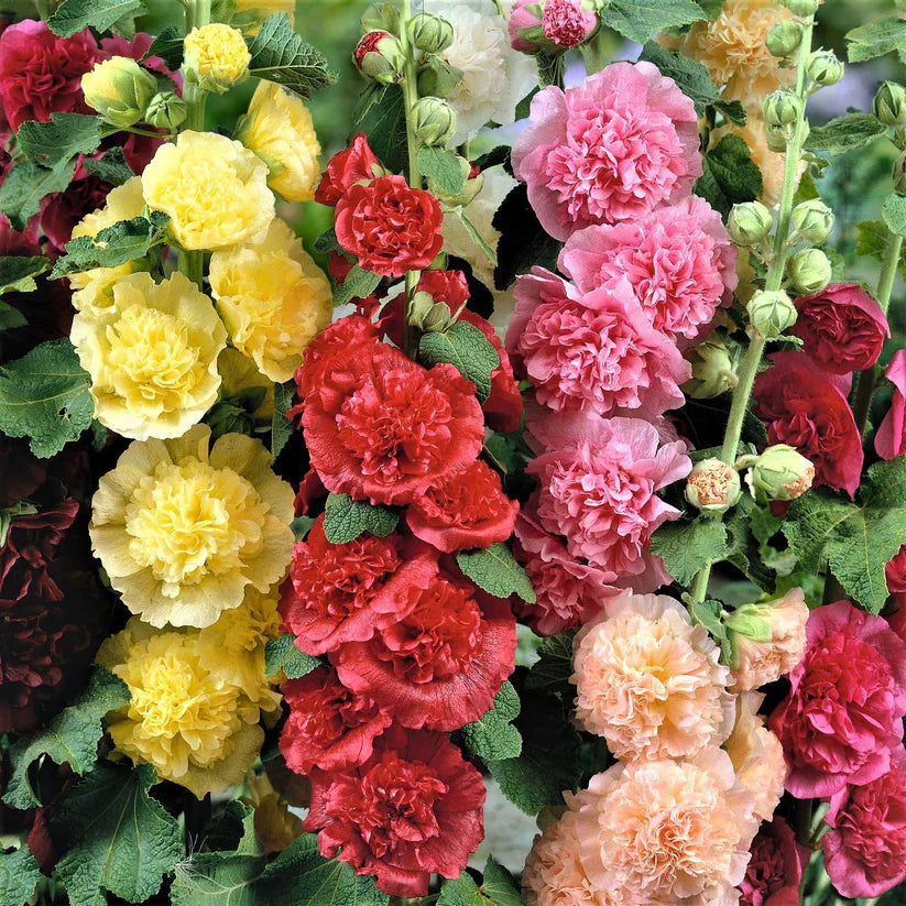 Double Hollyhock Seeds | 🔥Buy 1 Get 1 Free🔥 Secondary image