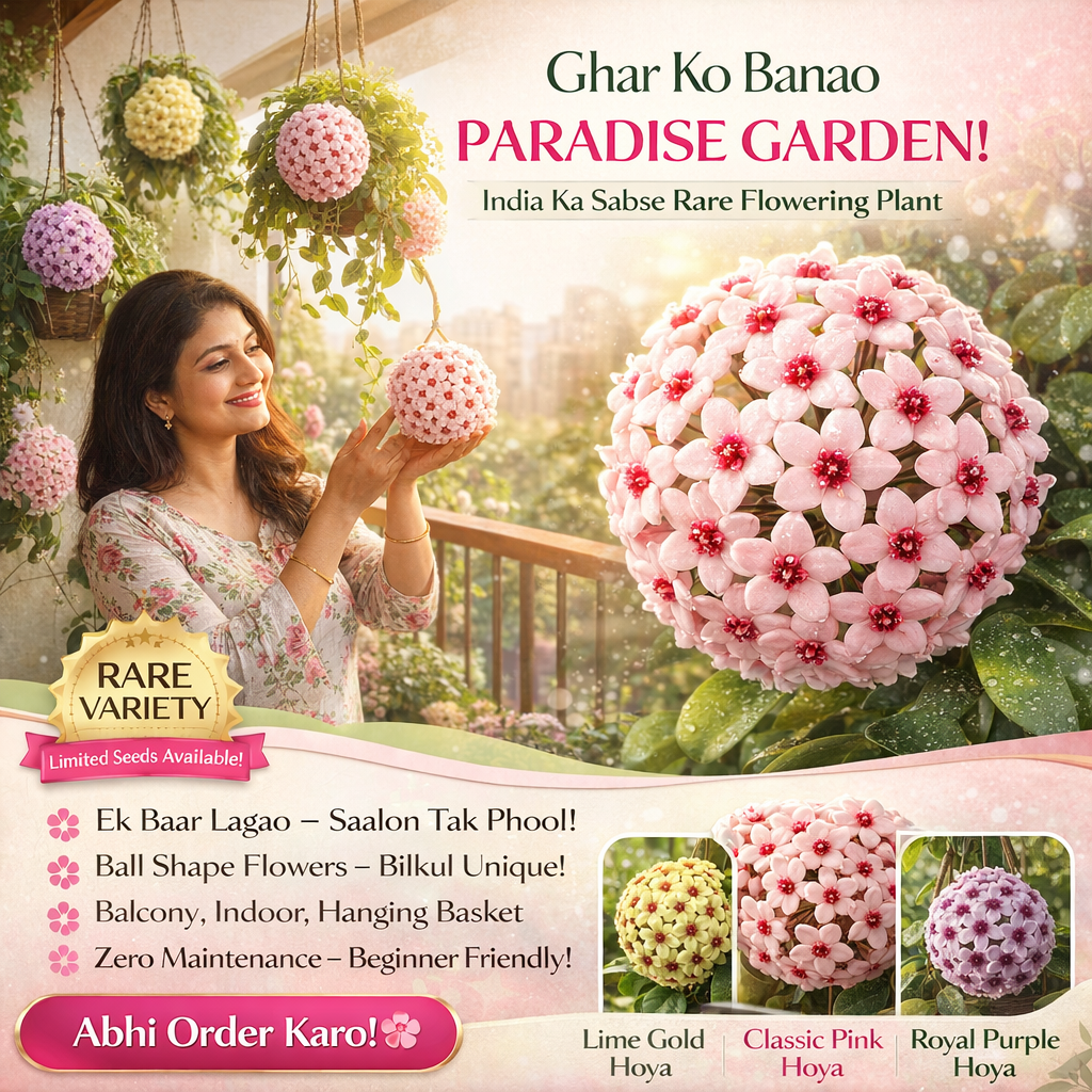 ✨Hoya Bulbs- Stars falling from the sky✨ | 🔥Buy 1 Get 1 Free🔥