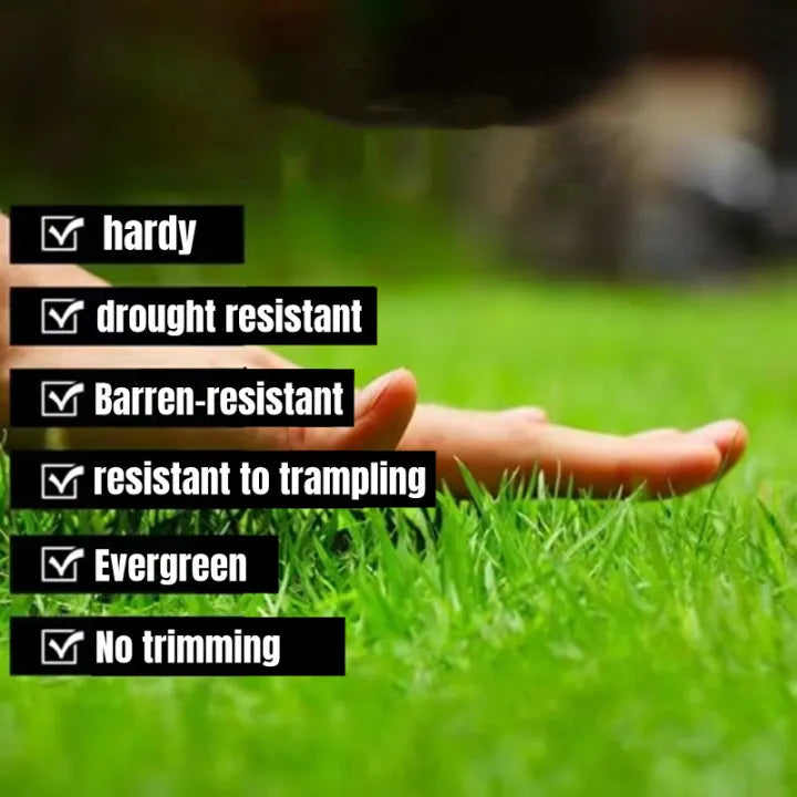 🌱 SPECIAL GRASS SEEDS | 🔥Buy 1 Get 1 Free🔥 Main image