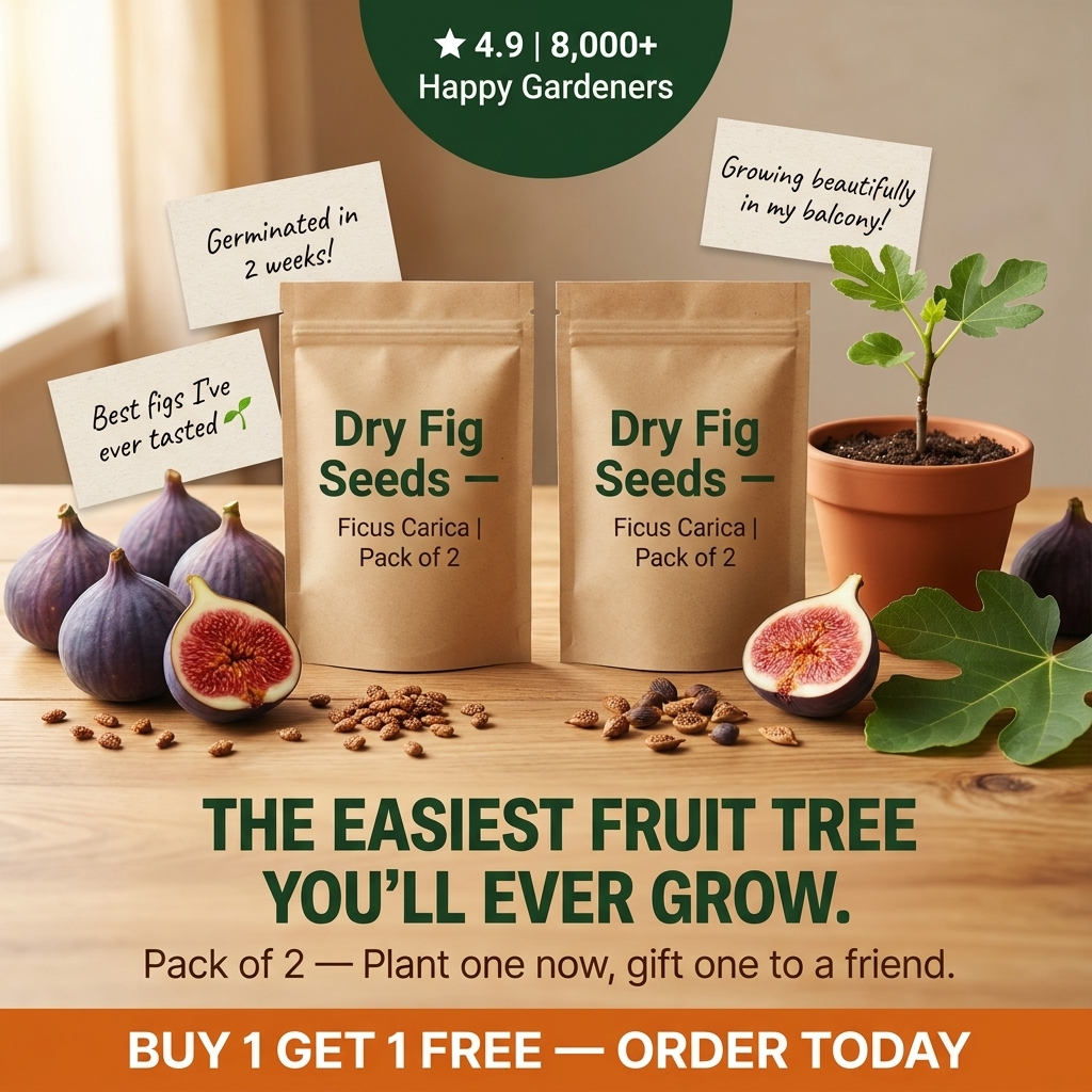🔥Last Day 49% OFF - 🌿Brown Turkey Fig Seeds | 🔥Buy 1 Get 1 Free🔥