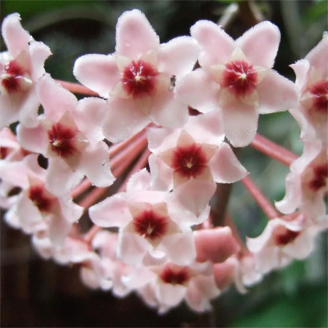 ✨Hoya Bulbs- Stars falling from the sky✨ | 🔥Buy 1 Get 1 Free🔥